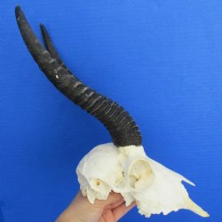 B-Grade 8" Male Springbok Skull  with 10" Horns - $55