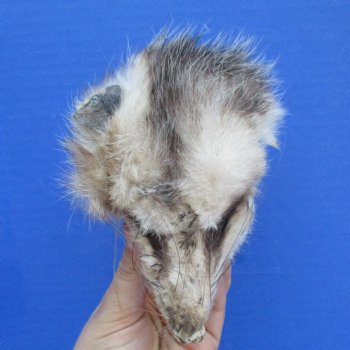 Real Opossum Head, Preserved with Formaldehyde - $30