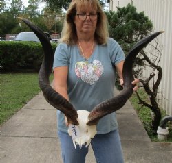 32 & 33 inch horns ...