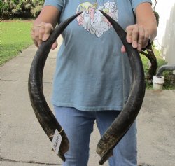 Matching pair of Kudu horns for sale 26 and 27 inches - $80