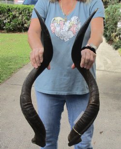 Matching pair of Kudu horns for sale 34 and 35 inches - $120