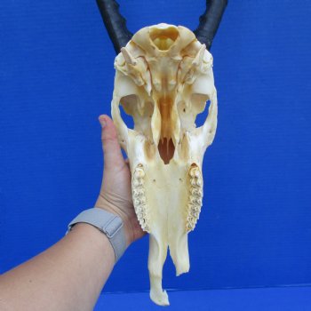 B-Grade 12" Female Blesbok Skull with 13" Horns - $55