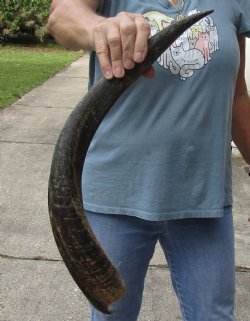 Kudu horn for sale measuring 25 inches - $31