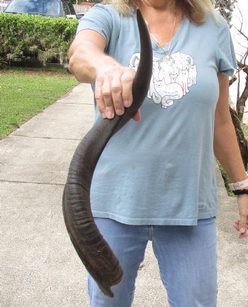 Kudu horn for sale measuring 27 inches - $44