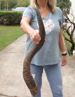 Kudu horn for sale measuring 32 inches - $32