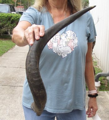 Kudu horn for sale measuring 26 inches - $44