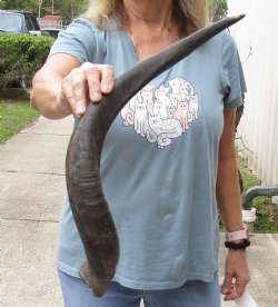 Kudu horn for sale measuring 26 inches - $31