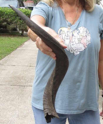 Kudu horn for sale measuring 26 inches - $44