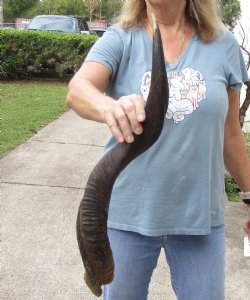 Kudu horn for sale measuring 27 inches - $31