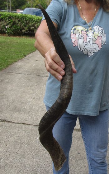 Kudu horn for sale measuring 28 inches - $44