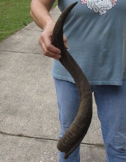 Kudu horn for sale measuring 27 inches - $44