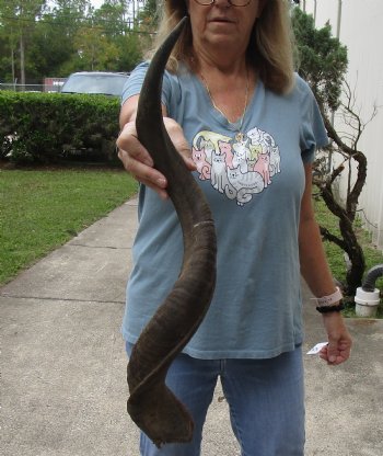 Kudu horn for sale measuring 30 inches - $60