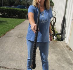 Buy this Gemsbok horn for making shofars, 31 inches for $16