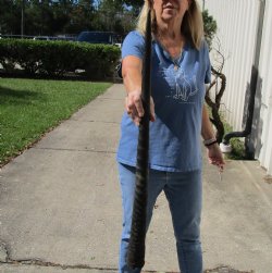 Buy this Real 30 inch African Gemsbok horn for $16