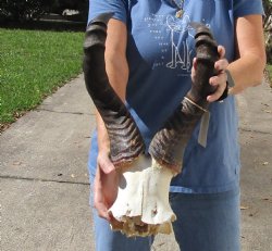 Real 19 inch horns on Male African Red hartebeest skull plate. Buy this one for $42