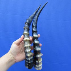 2 Polished Blesbok Horns (not a pair) - $35  