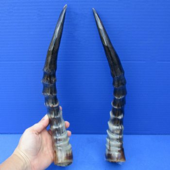 Matching Pair of Polished Blesbok Horns - $38