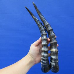 2 Polished Blesbok Horns (not a pair) - $35  
