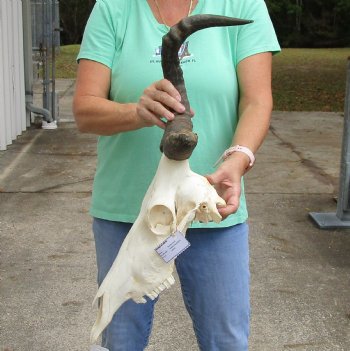 For sale African male Red Hartebeest skull with 2 and 18 inch horns, B-Grade - $45