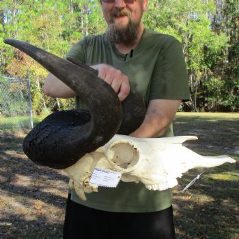 Slight B-Grade, Male, African Black Wildebeest Skull with 17" Horn Spread - $85