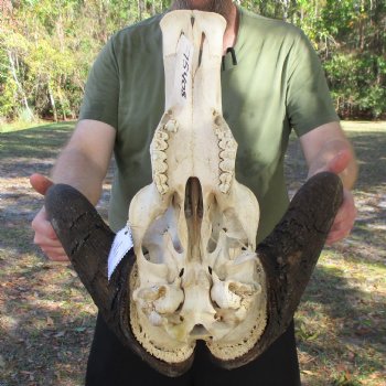 Slight B-Grade, Male, African Black Wildebeest Skull with 17" Horn Spread - $85