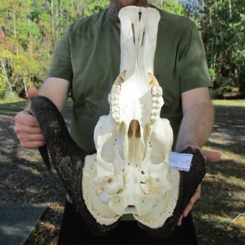B-Grade, Male, African Black Wildebeest Skull with 16" Horn Spread - $50