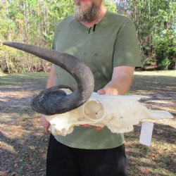 B-Grade, Female, African Black Wildebeest Skull with 15" Horn Spread - $45