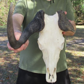 B-Grade, Female, African Black Wildebeest Skull with 15" Horn Spread - $45