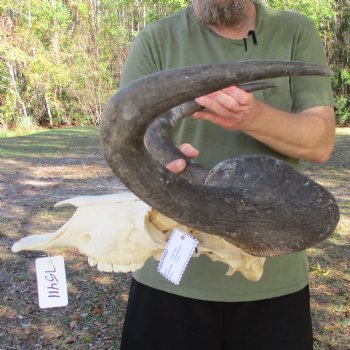 Slight B-Grade, Male, African Black Wildebeest Skull with 18" Horn Spread - $85
