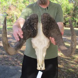 Male, African Black Wildebeest Skull with 18" Horn Spread - $115