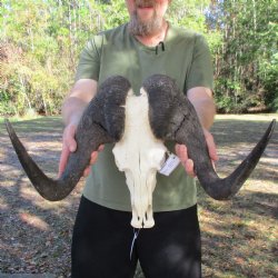 Slight B-Grade, Male, African Black Wildebeest Skull with 20" Horn Spread - $85