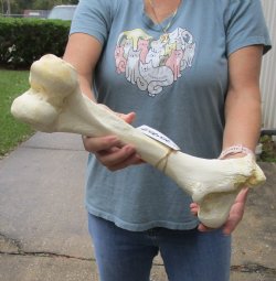 Genuine 15 inch Water Buffalo femur leg bone, buy this one for - $20