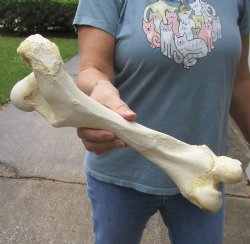 14 inch Water Buffalo femur leg bone, buy this one for - $20
