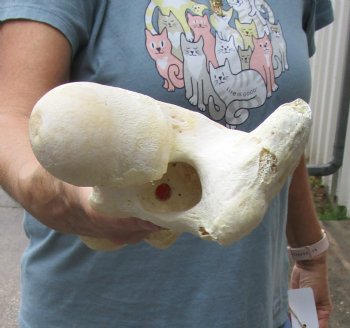 Water Buffalo femur leg bone 13 inches, available for purchase for $20