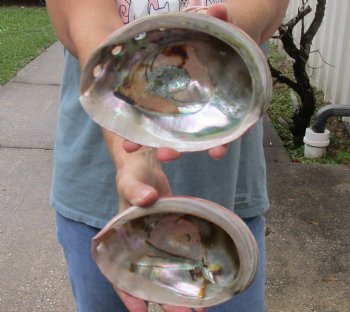 Genuine Two piece lot of 6 inch Polished Red Abalone shells- $40/lot