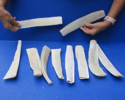 10 piece lot of 9 to 12 Water Buffalo rib bones, available for purchase - $45/lot