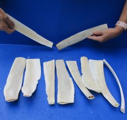 Real 10 piece lot of 9 to 12 Water Buffalo rib bones for sale - $45/lot