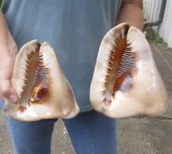 Genuine Two piece lot of 7 inch King Helmet shells - $15/lot