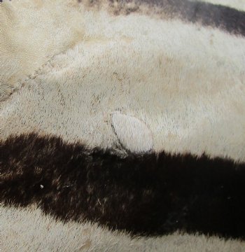 Real Zebra Hide For Sale - 97" x 64" B-Grade Zebra Skin Rug with felt backing for sale $950 (Adult Signature Required) 