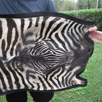 Real Zebra Hide For Sale - 97" x 64" B-Grade Zebra Skin Rug with felt backing for sale $950 (Adult Signature Required) 