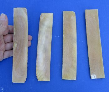 Buy now - <font color=red>CLOSEOUT</font> 2 pairs of 7" x 1-1/4" x 1/4" sheep horn scales, knife handle material for $59/lot