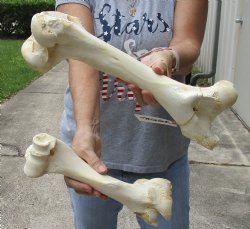 2 pc lot of B-Grade Water Buffalo femur and humerus leg bone 11 and 15 inches, available for purchase for $20/lot