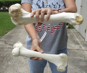 2 pc lot of B-Grade Water Buffalo femur leg bone 13 and 14 inches, available for purchase for $20/lot
