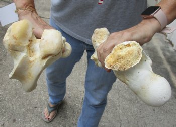 2 pc lot of B-Grade Water Buffalo femur leg bone 13 and 14 inches, available for purchase for $20/lot