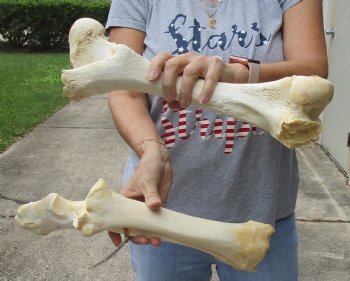 2 pc lot of B-Grade Water Buffalo femur and radius leg bone 15 inches, available for purchase for $20/lot