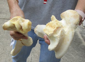 2 pc lot of B-Grade Water Buffalo femur and radius leg bone 15 inches, available for purchase for $20/lot