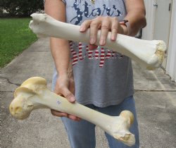 2 pc lot of B-Grade Water Buffalo femur and tibia leg bone 14 inches, available for purchase for $20/lot