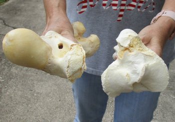 2 pc lot of B-Grade Water Buffalo femur and tibia leg bone 14 inches, available for purchase for $20/lot