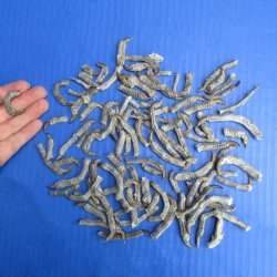 100 Preserved Iguana Toes w/ Claws for sale, 3/4" to 2" - $32