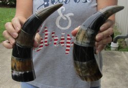 2 piece lot of Authentic Polished Carved Cattle/Cow horn with line design - $24/lot